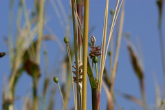 Coix lacryma-jobi